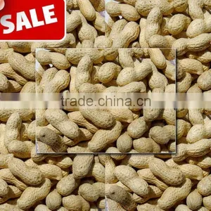 New Crop Chinese Raw Peanut In Shell 9/11 thumbnail-1
