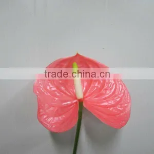 Anthurium Cut Flowers thumbnail-1