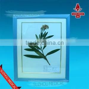 Medicinal Plants Herbarium thumbnail-3