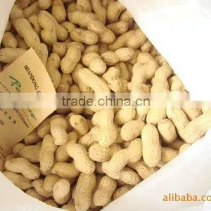 Peanut Exporters thumbnail-3