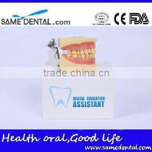 Dental Extraction Model School Teaching Model Teeth Model thumbnail-5