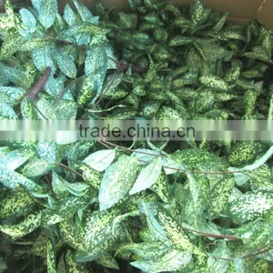 Silk Evergreen Leaves Bush Green and Yellow thumbnail-1