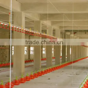 Broiler Chicken Feeding System thumbnail-1