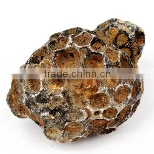 Fossil Specimens, Coral thumbnail-1