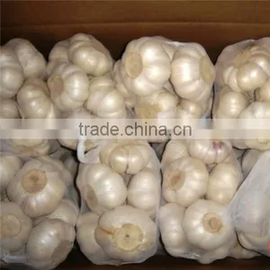 Fresh White Garlic thumbnail-1
