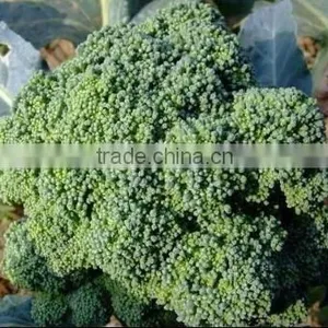 Broccoli thumbnail-1