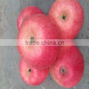 Red Delicious Fresh Qinguan Apple thumbnail-4