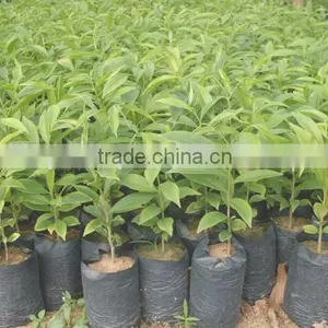 2016 Newly Chinese High Quality Agarwood Seeds For Growing thumbnail-3