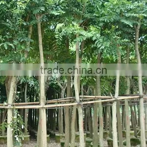 Swietenia Mahagoni(L.)Jacq. thumbnail-3