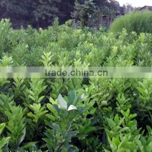 Pomelo, Shaddock Tree Seedlings thumbnail-5