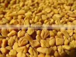 Fenugreek Oil thumbnail-4