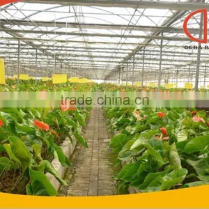Production Type Greenhouse thumbnail-1