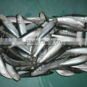 2016 High Quality Frozen Sardine for Bait thumbnail-1