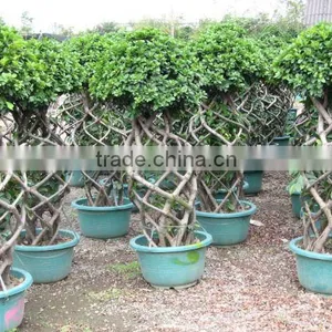 Ficus Bottle Shape Potted thumbnail-1