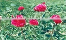 Herbaceous Peony Plant Root Red FlowerChun Hong Jiao Yan thumbnail-1