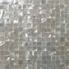 Whitelip Mother of Pearl thumbnail-1