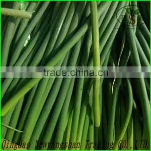 Garlic Sprouts/Garlic Scap/ Garlic Liver Moss thumbnail-3