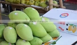 Fresh Mango/Delicous Fresh Mango/Sweet Fresh Mango thumbnail-1