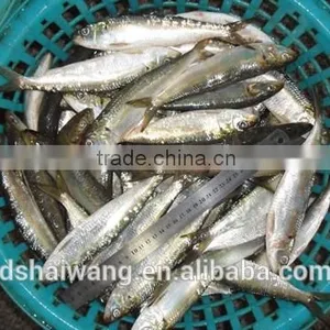Frozen Sardine Supplier With Size 10 - 12 Pcs / kg thumbnail-1