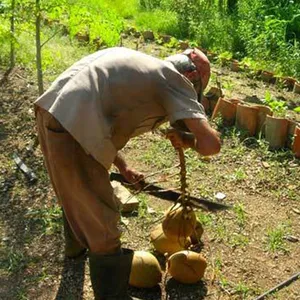 High Strength Sugar Cane Knife for Plantation Work Africa Middle East and Latin America Market thumbnail-4
