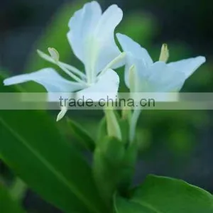 Fresh Ginger Oil/.......... thumbnail-1
