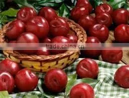 Compote Plumps in Syrup 20 oz Tin (580 ml x 24 Tins) thumbnail-2