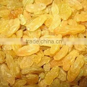 Golden Raisin thumbnail-1