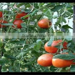 Strong Plastic BOP Net for Climbing Plant/plant Support Net thumbnail-1