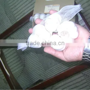 Normal White Garlic thumbnail-1