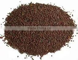 MUSTARD SEEDS thumbnail-1