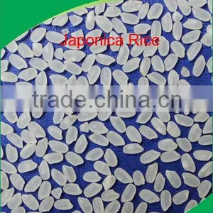 High-Quality Japonica Rice, Koshi Hikari Rice thumbnail-1
