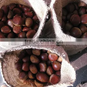 Good Quality Chestnut,bulk and Taste thumbnail-6