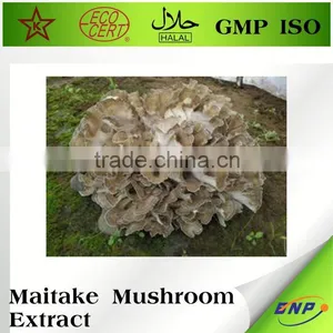 China Factory Maitake Mushroom Extract thumbnail-1