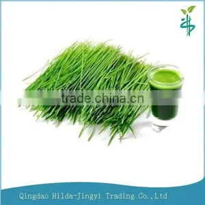 Health Food Organic Wheat Grass Powder thumbnail-1
