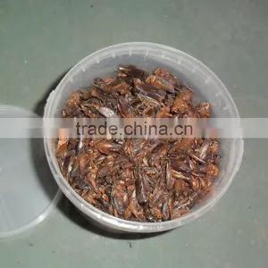 Edible Insect Dried Mealworm / Crickets / Grasshopper thumbnail-3