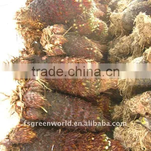 Cycas Revoluta Bare Root thumbnail-1