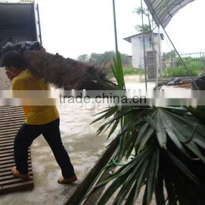 Trachycarpus Fortunei on Sell for Germany Market thumbnail-1