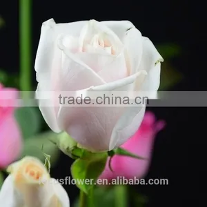Natural Rose Flowers/Fresh Cut Flowers Rose for Wedding thumbnail-1