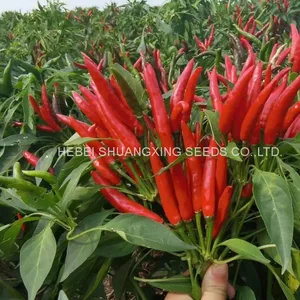 Hybrid Hot Chili Pepper Seeds Capsicum Seeds With Competitive Price thumbnail-5