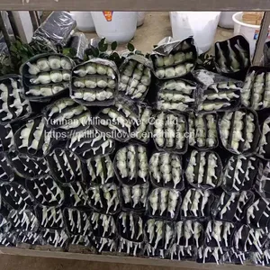 China Supply Long Stem Fresh Roses Natural Bulk Flowers Fresh Cut Roses From China 20pcs/bundle thumbnail-3