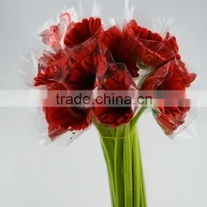 Wide Variety Savanna Fresh Cut Red Gerbera for Decoration thumbnail-5
