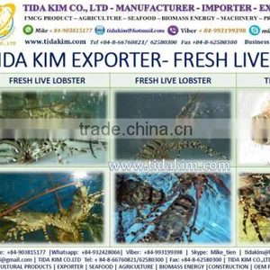FROZEN WHOLE BABY OCTOPUS VULGARIS CLEANED BABAY OCTOPUS SHRIMP TIDA KIM LOPSTER VIETNAM FISH FILLETS BASA FRESH ALIVE NATURAL thumbnail-3
