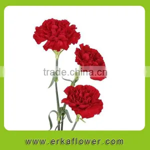 Natural Promotional Fresh Cut Carnation Flower Arrangements thumbnail-6