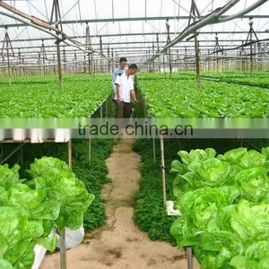 Vegetable-growing Greenhouse-commercial Greenhouses thumbnail-3