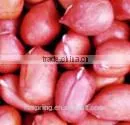 Peanut Kernels,blanched Peanut ,peanut in Shell,roasted Peanut Kernels,roasted Peanut Chopped and Splits,roasted Peanut Inshell thumbnail-3
