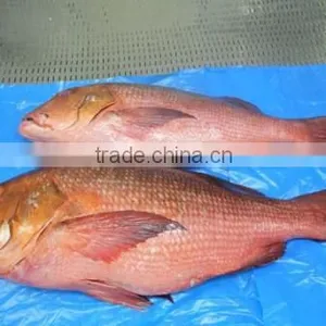 RED SNAPPER thumbnail-3