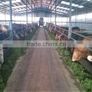 LTX006 Steel Structure Cow Shed thumbnail-3