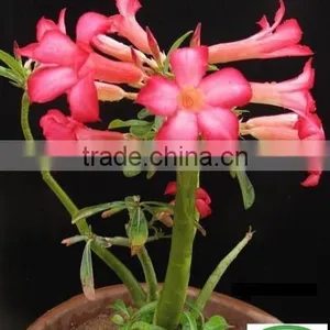 Desert Rose thumbnail-1