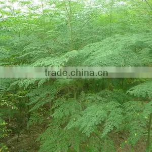Organic Moringa Leaf Powder Wholesale ( Skype: Liu.diana 79, Whatsapp: +861502902563) thumbnail-2