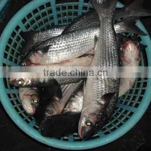 Whole Round Grey Mullet thumbnail-1